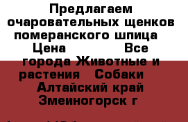 Предлагаем очаровательных щенков померанского шпица › Цена ­ 15 000 - Все города Животные и растения » Собаки   . Алтайский край,Змеиногорск г.